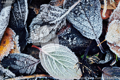 Image of Beautiful fallen leaves covered with frost