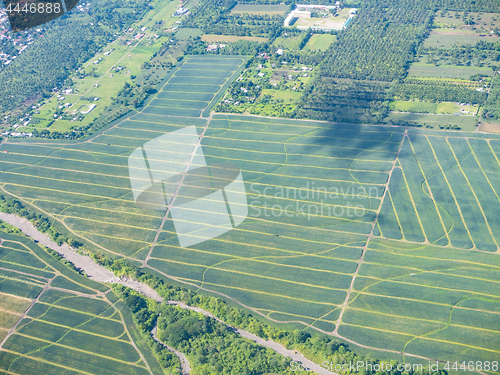 Image of Pineapple fields in the Philippines