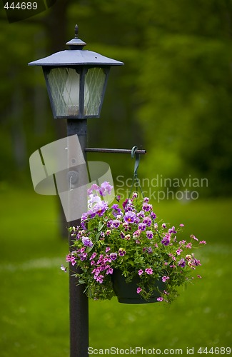 Image of Lamppost and Purple Flowers