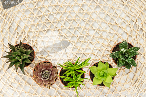 Image of Little succulent plants on natural mesh background