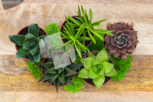 Image of Succulent plants and moss arrangement