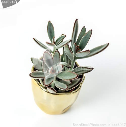 Image of Kalanchoe tomentosa plant in a golden pot