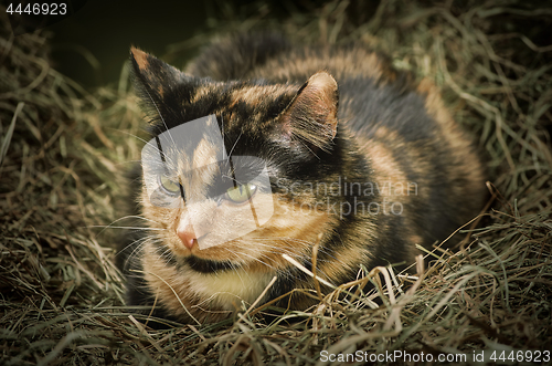 Image of Cat in the Hay