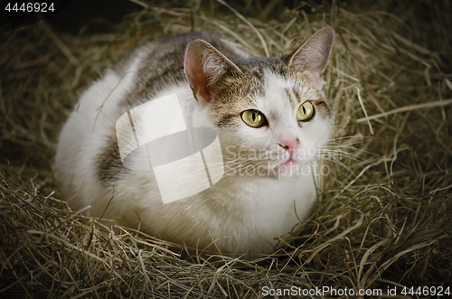 Image of Cat in the Hay