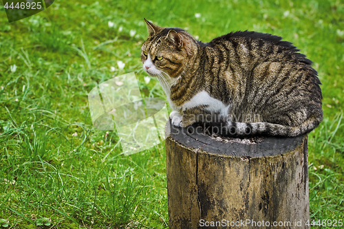Image of Cat on a Tree Stump