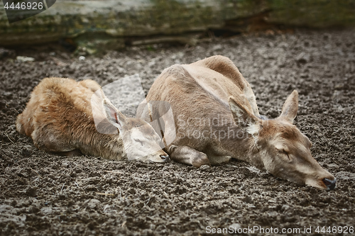 Image of Deers Sleeping on the Ground