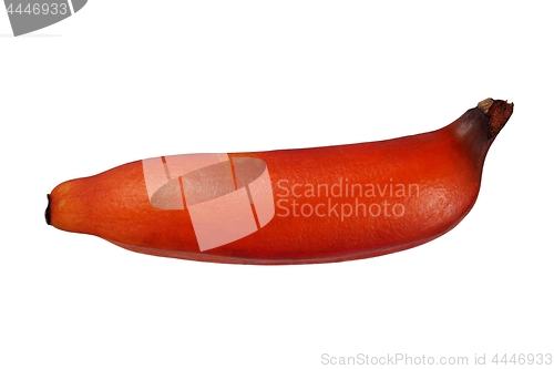 Image of Red banana on white