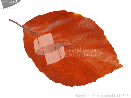 Image of Leaf on white