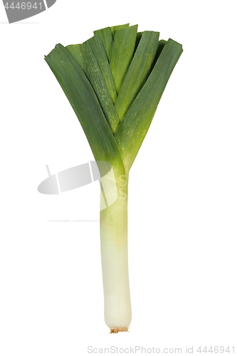 Image of Leek on white