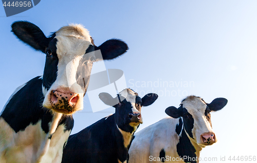 Image of Holstein cows over blue sky