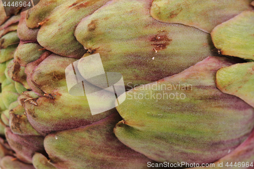 Image of fresh artichoke texture