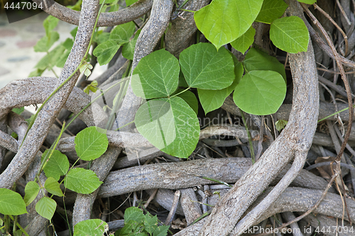 Image of Interlaced stems of a creeper plant