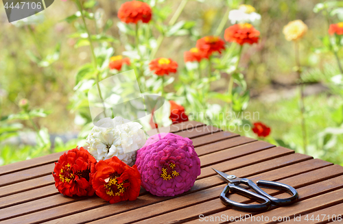 Image of Small bunch of zinnias with scissors on a wooden table