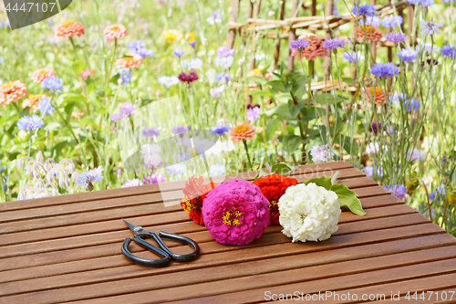 Image of Scissors with cut flowers in a rural flower garden