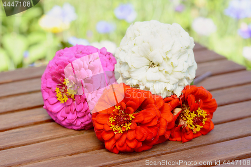 Image of Bunch of four zinnia flowers, freshly cut from the garden