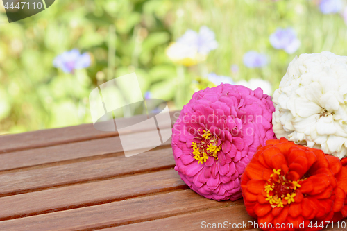 Image of Zinnia flowers on a wooden garden table in summer