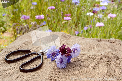 Image of Small posy of cornflowers on hessian with florist scissors