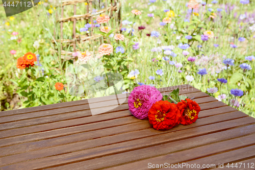 Image of Three zinnia blooms outdoors on a wooden table