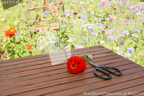 Image of Single red zinnia with scissors by a blooming flower bed