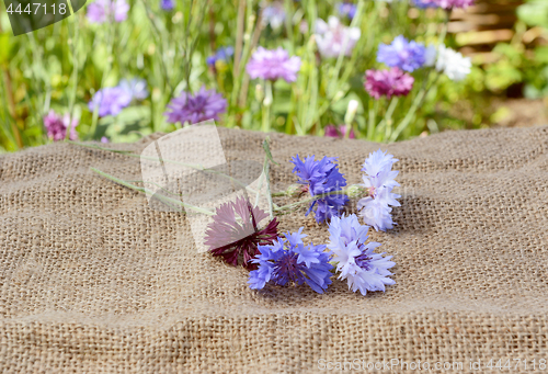 Image of Freshly cut cornflowers scattered on a hessian sack