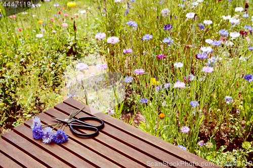 Image of Cornflowers and scissors on a table in a wildflower garden