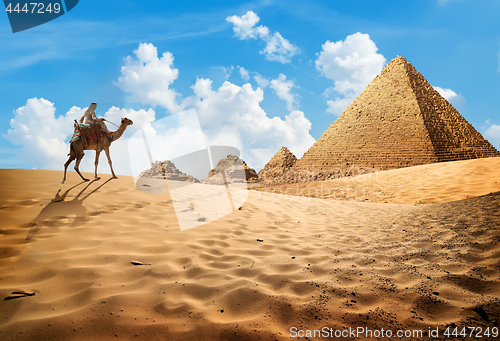 Image of Camel near pyramids