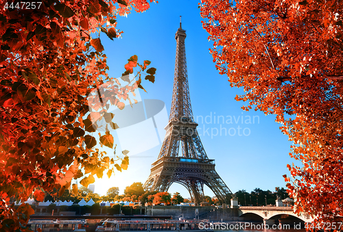 Image of Maple tree in Paris