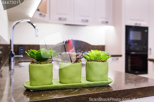 Image of Succulent plants at the kitchen