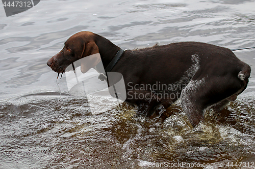 Image of Dog in river