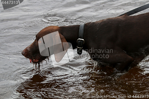 Image of Dog in river