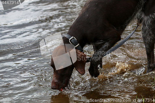 Image of Dog in river