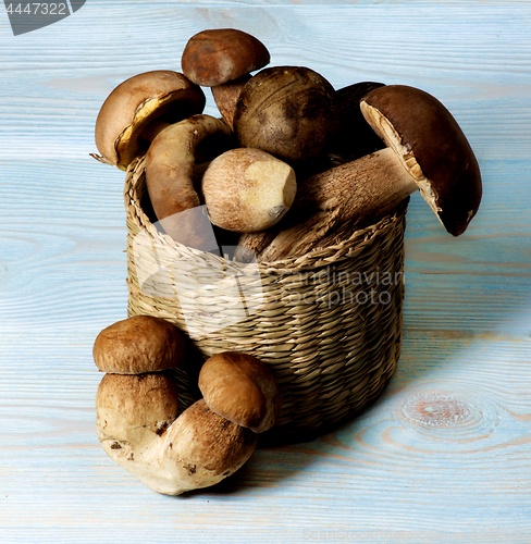 Image of Fresh Boletus Mushrooms