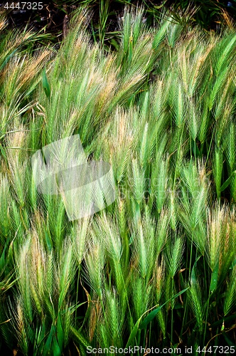 Image of Background of Green Wheat