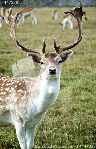 Image of Fallow Deer on Meadow