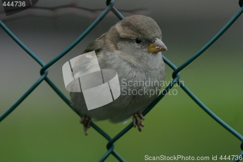 Image of Bird on fence