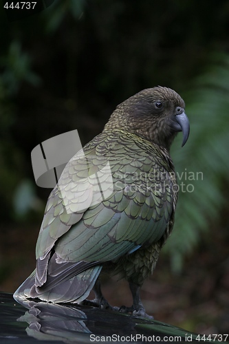 Image of Kea