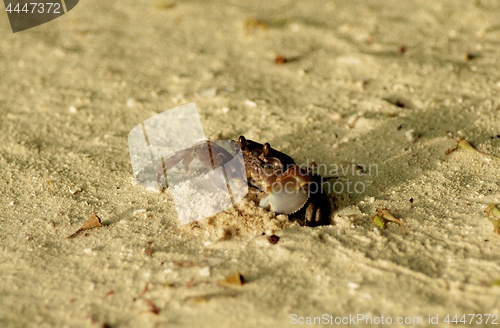 Image of Crawling Sandy Crab