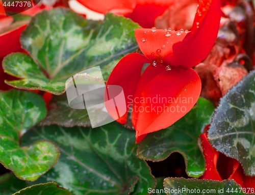 Image of Red Cyclamen with Water Drops