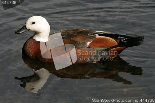 Image of Paradise shelduck