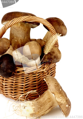 Image of Raw Boletus Mushrooms