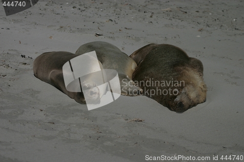 Image of Seals sleeping