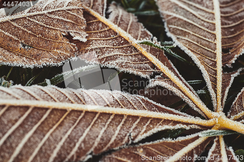 Image of Fallen chestnut tree leaves covered with frost lie on the frozen grass