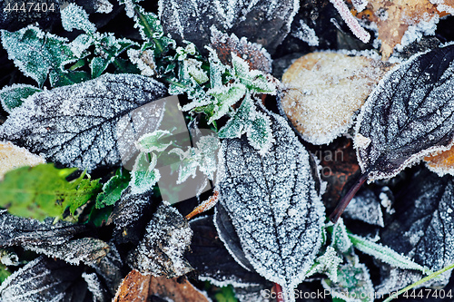 Image of Beautiful fallen leaves covered with frost