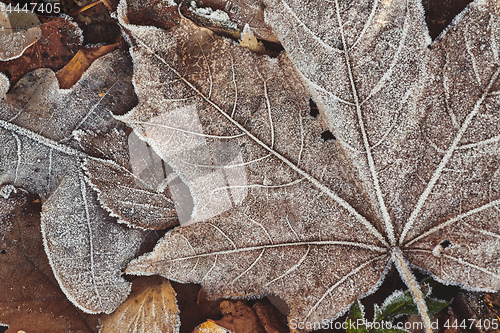 Image of Beautiful fallen leaves covered with frost