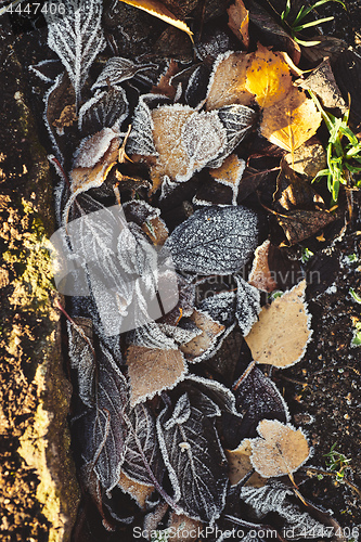 Image of Beautiful fallen leaves covered with frost