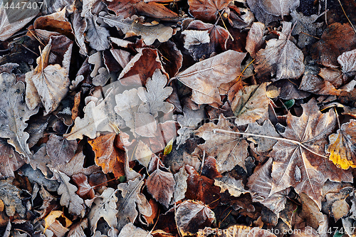 Image of Beautiful fallen leaves covered with frost