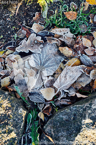 Image of Beautiful fallen leaves covered with frost