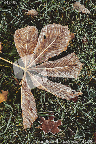 Image of Fallen chestnut tree leaves covered with frost lie on the frozen grass