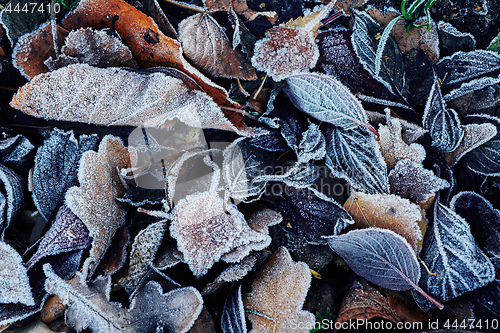 Image of Beautiful fallen leaves covered with frost