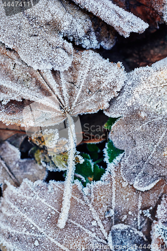 Image of Beautiful fallen leaves covered with frost